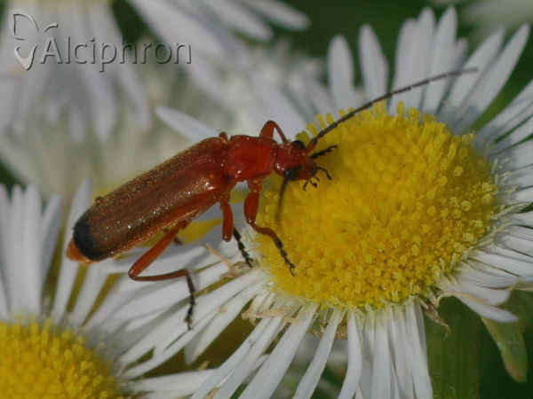 Rhagonycha fulva