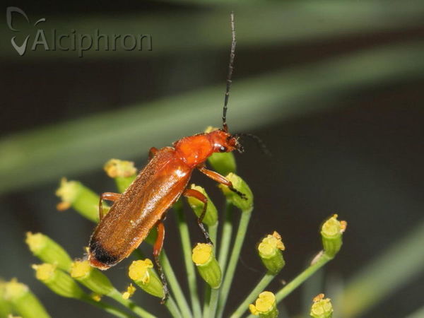 Rhagonycha fulva