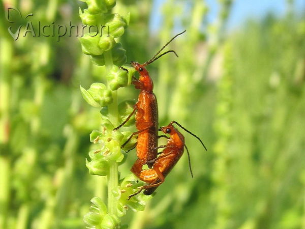 Rhagonycha fulva