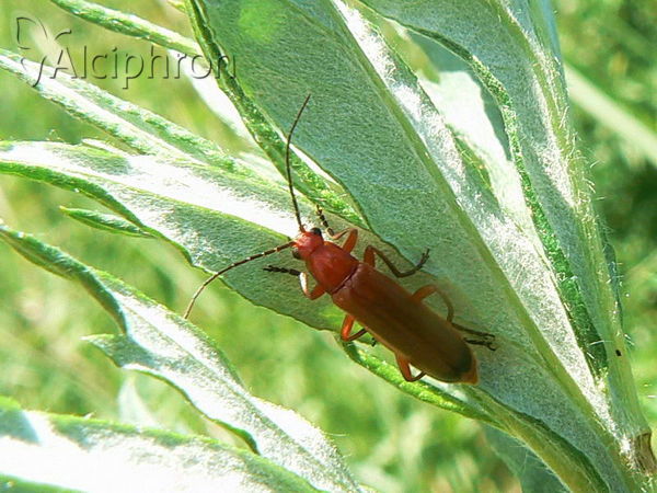 Rhagonycha fulva
