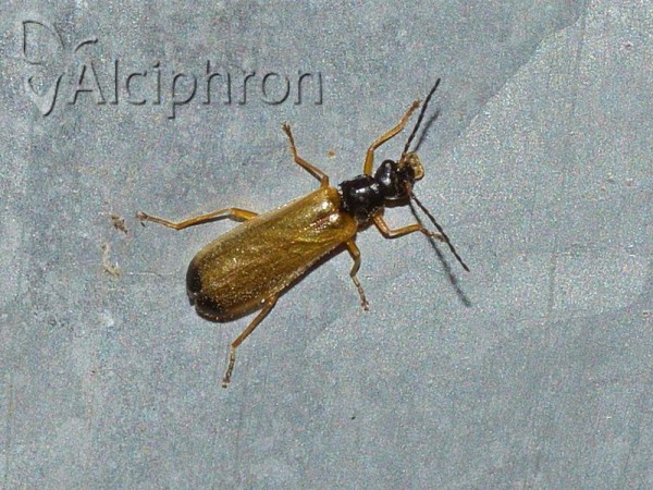 Rhagonycha lignosa