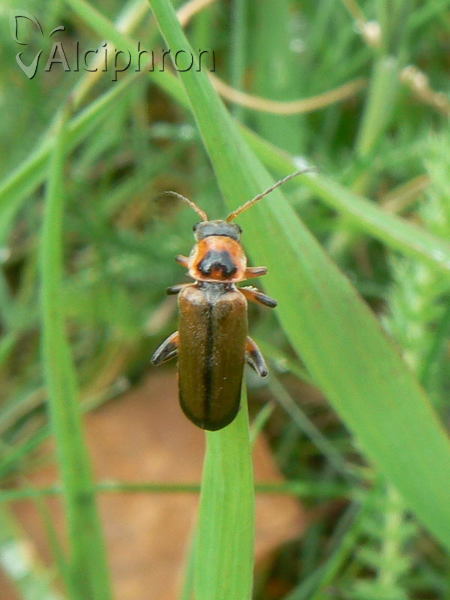 Metacantharis clypeata