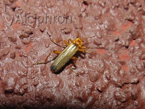 Metacantharis discoidea