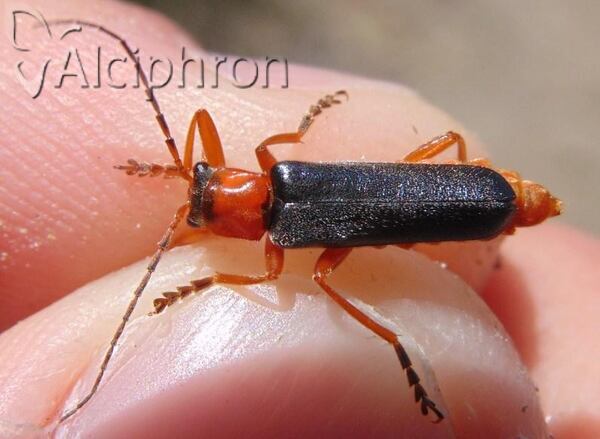 Cordicantharis longicollis