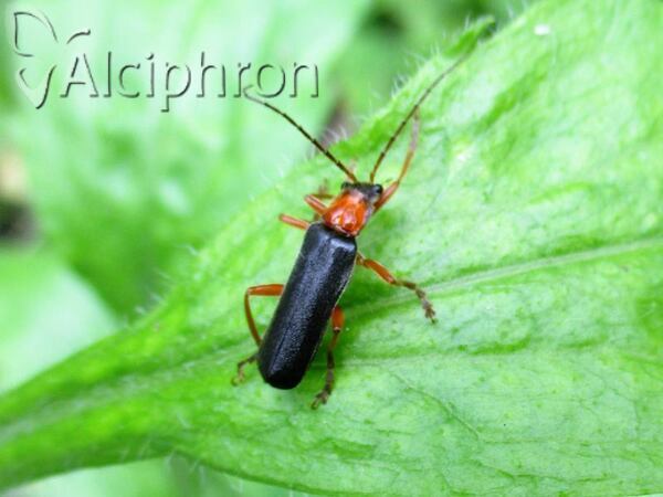 Cordicantharis longicollis