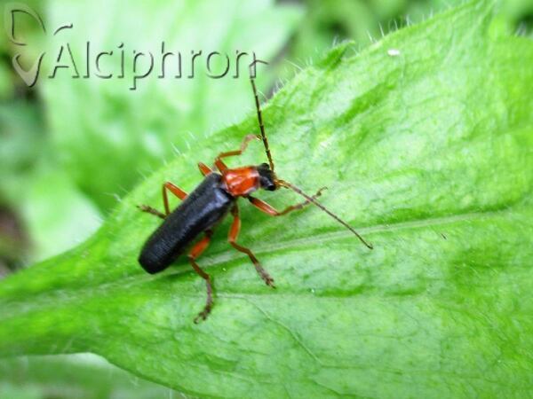 Cordicantharis longicollis