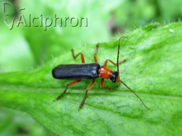 Cordicantharis longicollis