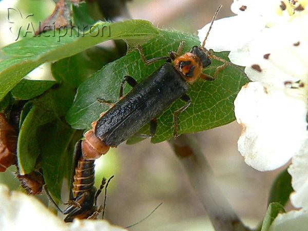 Cantharis annularis