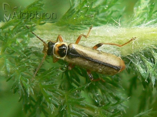 Cantharis decipiens