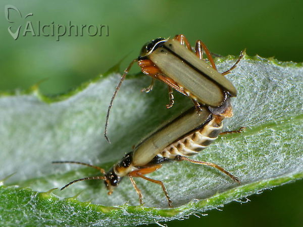 Cantharis decipiens