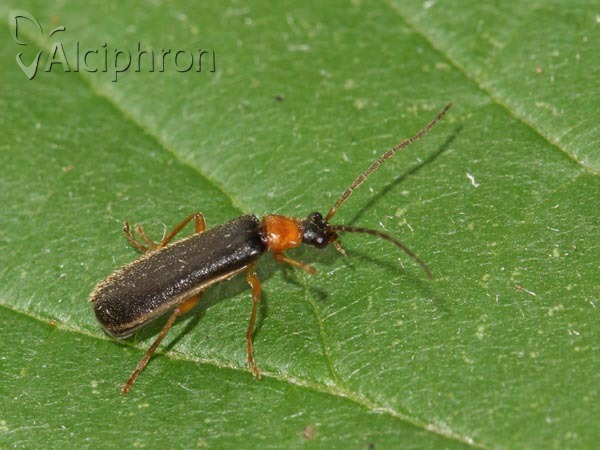 Cantharis flavilabris