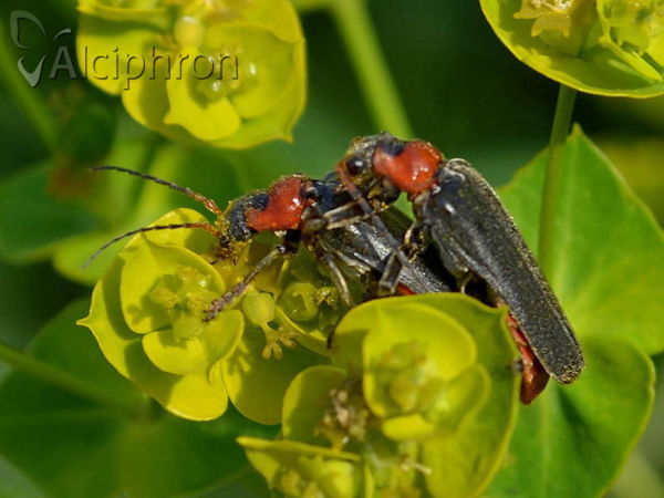 Cantharis fusca
