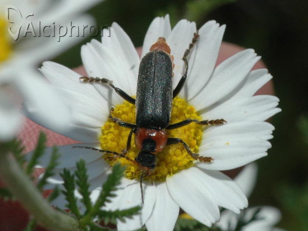 Cantharis fusca