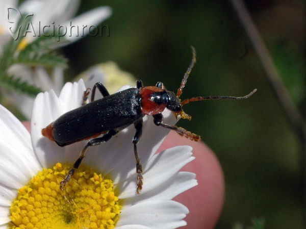 Cantharis fusca