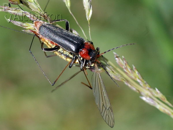 Cantharis fusca