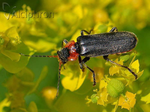 Cantharis fusca