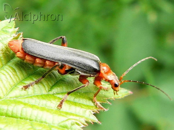 Cantharis livida