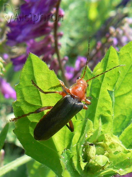Cantharis livida