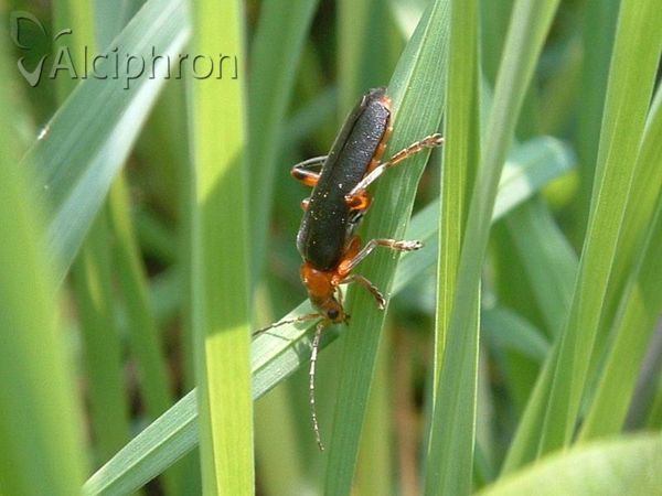 Cantharis livida