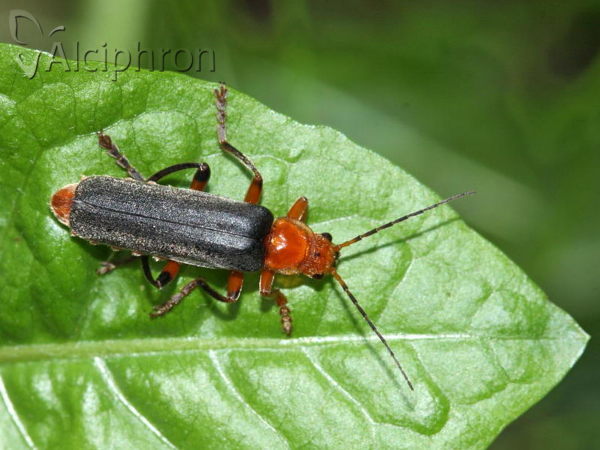 Cantharis livida
