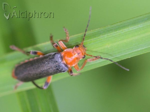 Cantharis livida