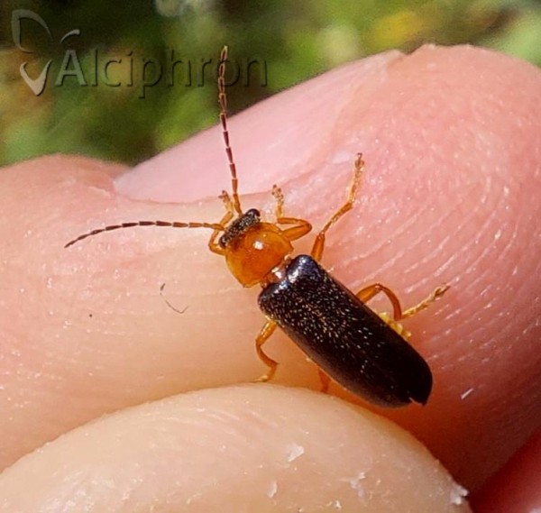 Cantharis nigra