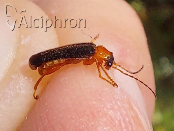 Cantharis nigra