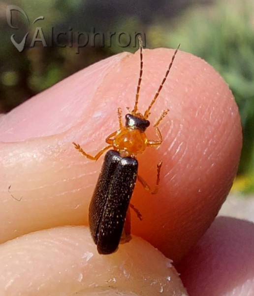 Cantharis nigra