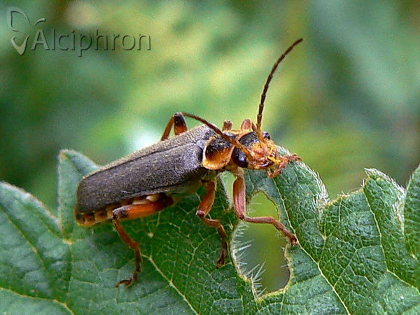 Cantharis nigricans