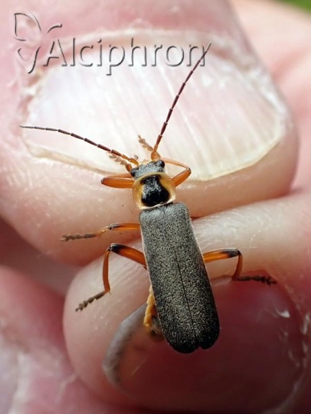 Cantharis nigricans