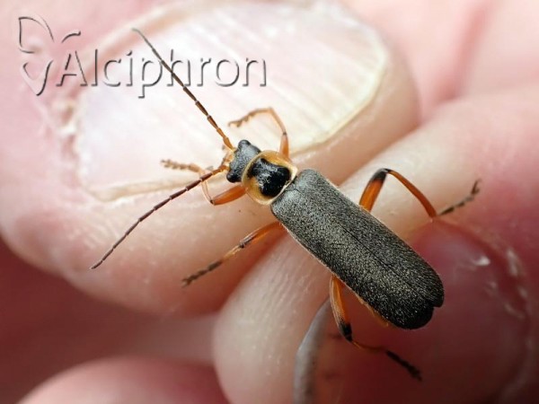 Cantharis nigricans