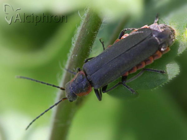 Cantharis obscura