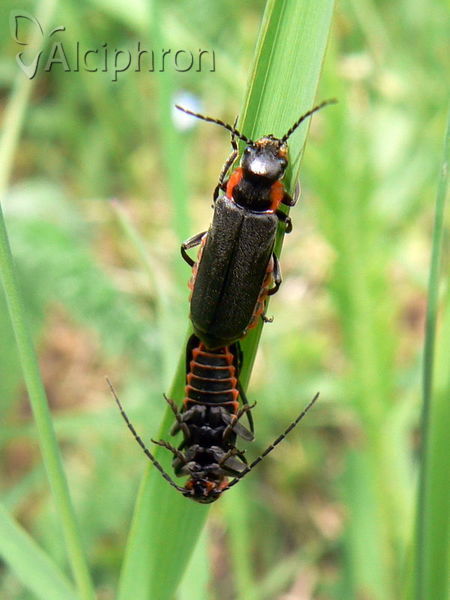 Cantharis obscura
