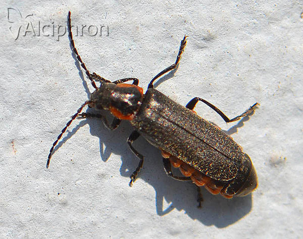 Cantharis obscura