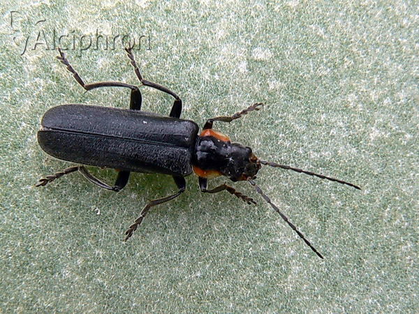 Cantharis obscura