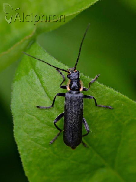Cantharis paradoxa
