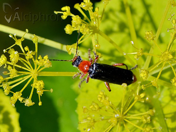 Cantharis pellucida