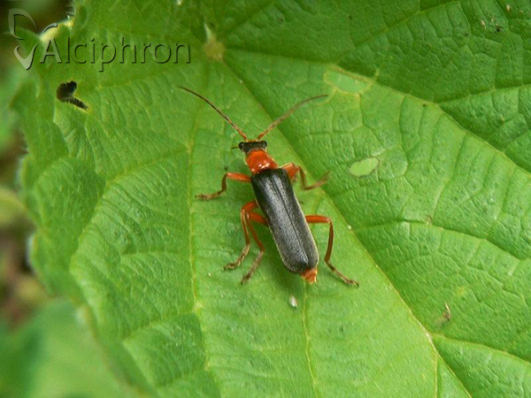 Cantharis pellucida