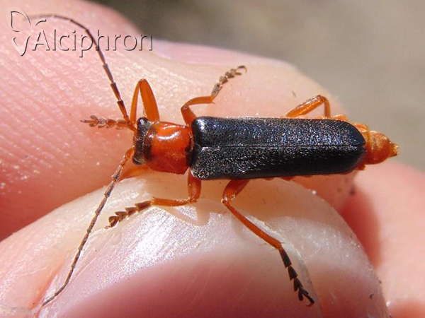 Cantharis pellucida