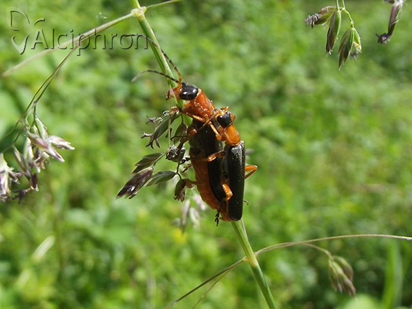 Cantharis pellucida