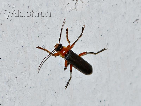 Cantharis pellucida