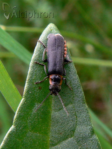 Cantharis pulicaria