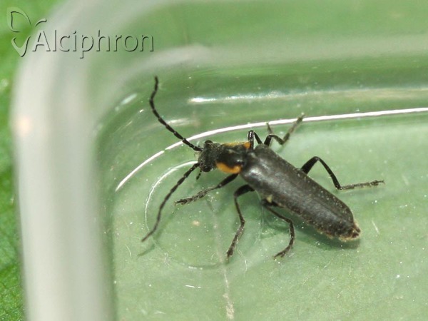 Cantharis pulicaria