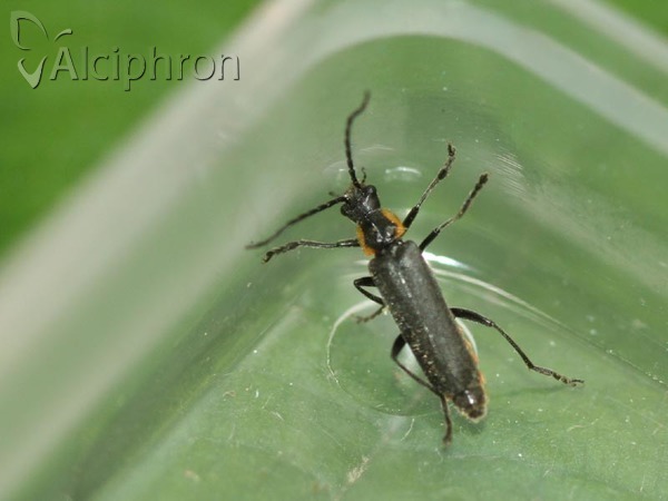 Cantharis pulicaria
