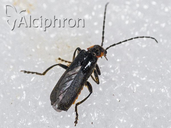 Cantharis pulicaria