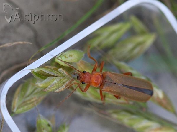 Cantharis rufa