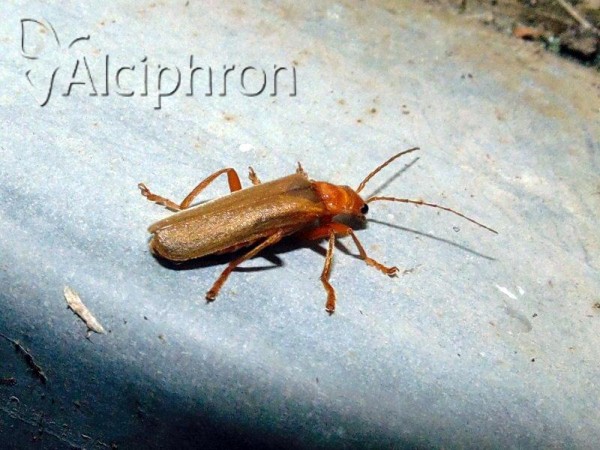 Cantharis rufa