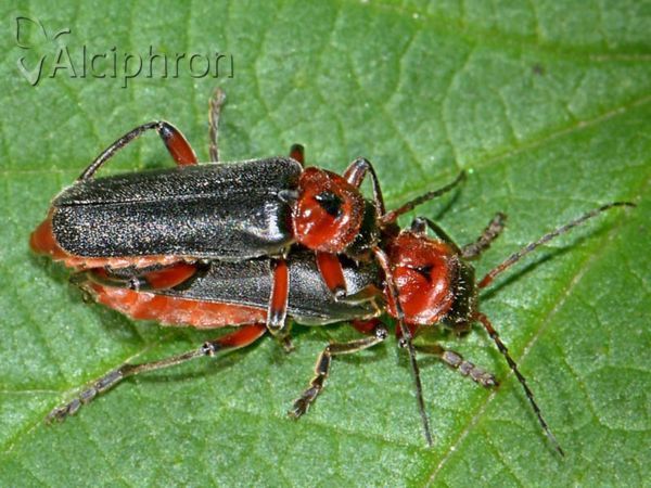 Cantharis rustica