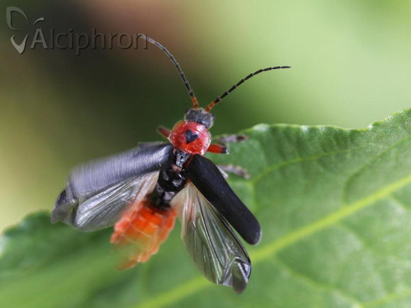 Cantharis rustica