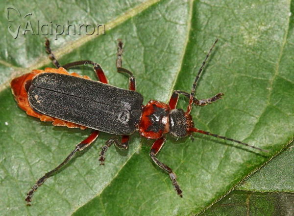 Cantharis rustica